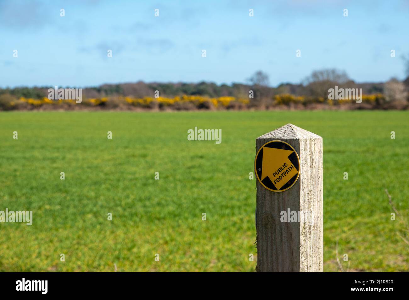 Single Pfeil Disc öffentlichen Fußweg Zeichen gelb auf schwarz zeigt nach links auf einem Holzpfosten mit weichem Fokus grünes Feld im Hintergrund montiert Stockfoto