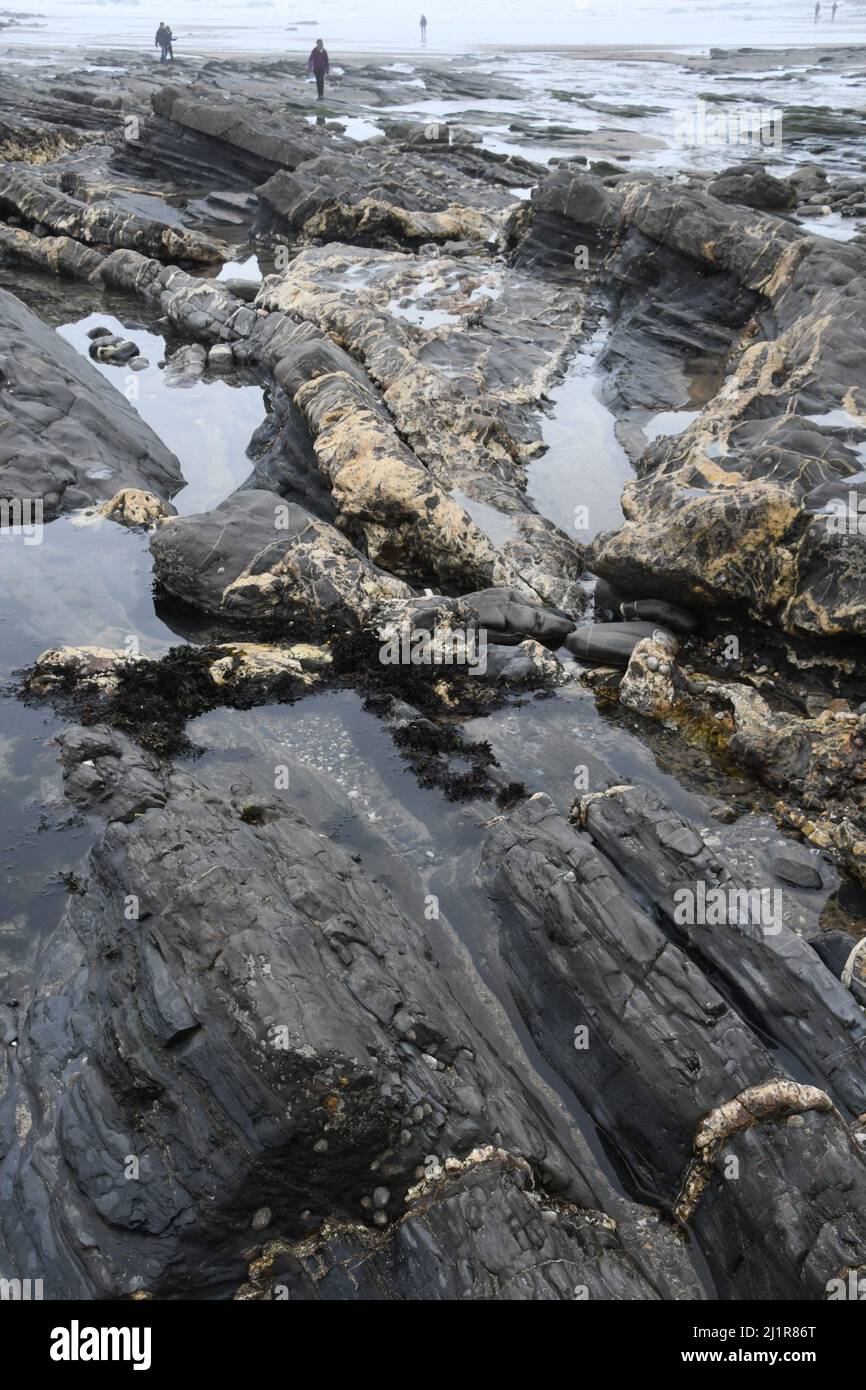 Crackington Haven Beach zeigt die geologische Bildung von Schlammsteinen und Sandsteinen mit Adern aus Calcit und Quarz.Cornwall.UK Stockfoto