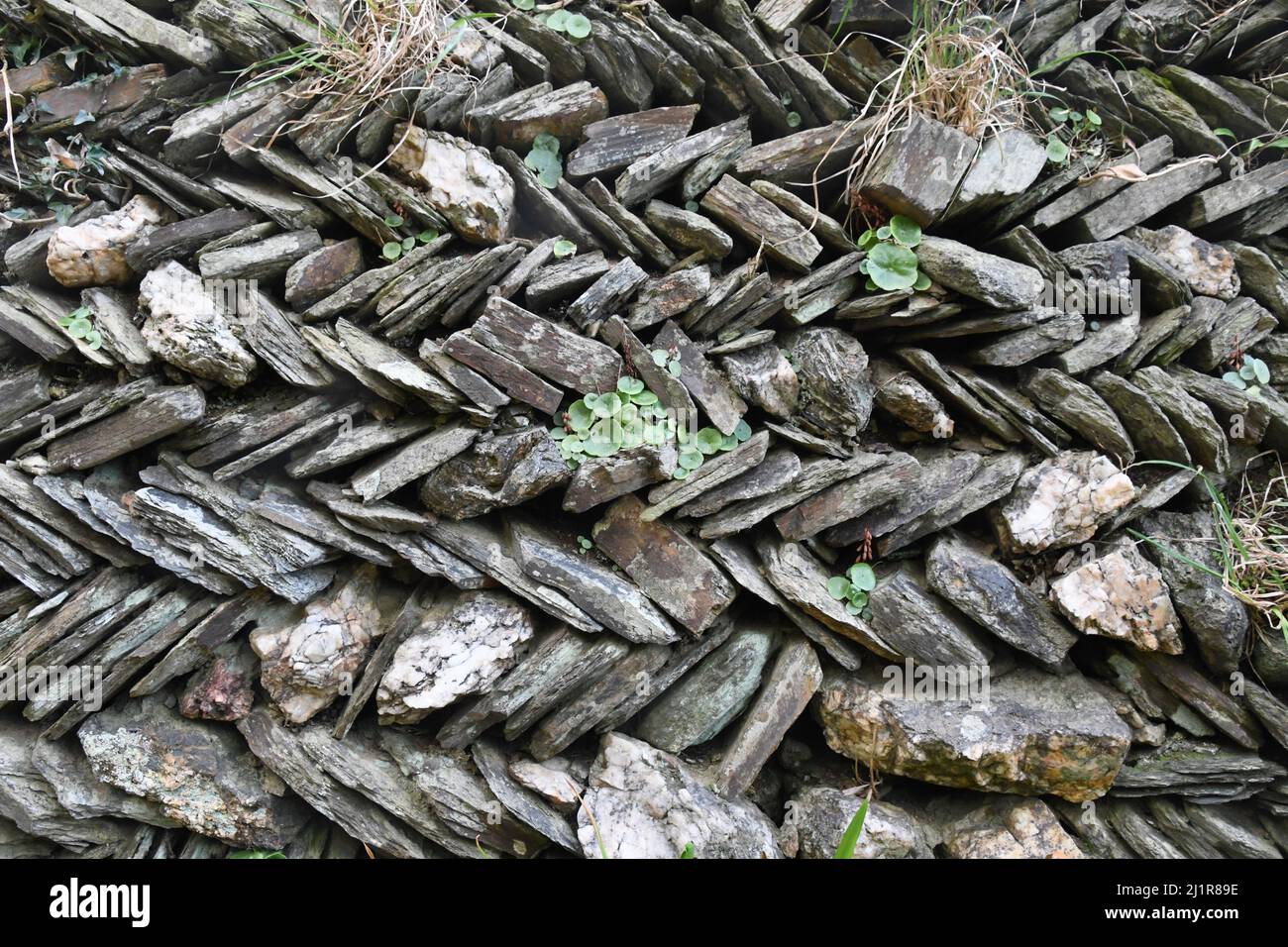 Eine kornische Steinmauer, die an eine Gasse in der Nähe von Tintagel grenzt. Die Konstruktion besteht aus lokalem Stein, der in einem Fischgrätenmuster mit Erde gefüllt ist, was Gras erlaubt Stockfoto