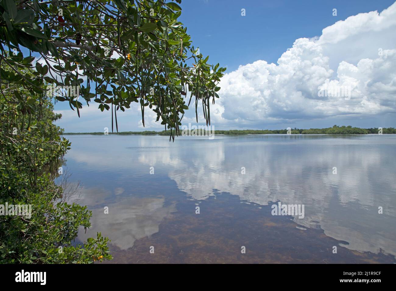Florida Reflections - J.N. „Ding“ Darling National Wildlife Refuge Stockfoto