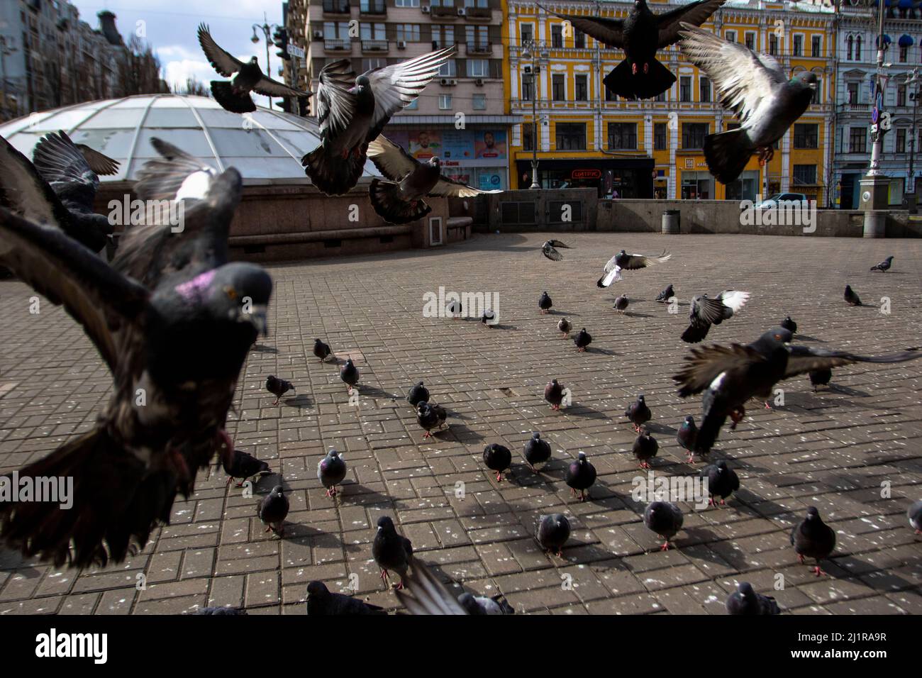 Tauben jagen nach Krümel. Die Invasion der Ukraine durch Russland geht weiter. Die Hauptstadt Kiew bleibt dünn besiedelt und verfügt über Kontrollpunkte in der Stadt. Stockfoto