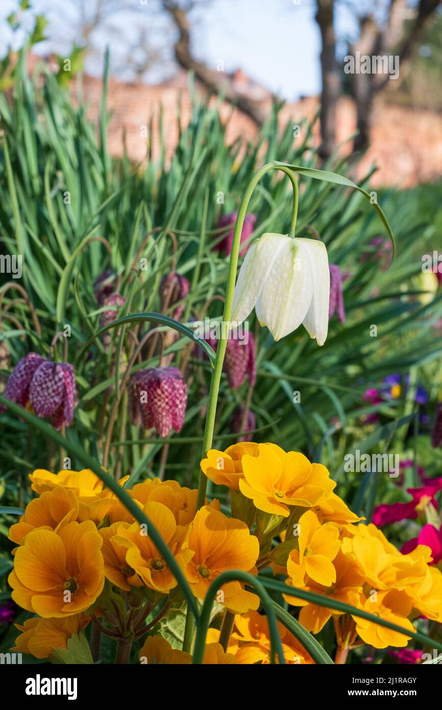 Gelbe Primeln und weiß karierte Snake's Head Fritillary Blumen wachsen im Gras außerhalb des ummauerten Gartens im Eastcote House, West London, Großbritannien Stockfoto