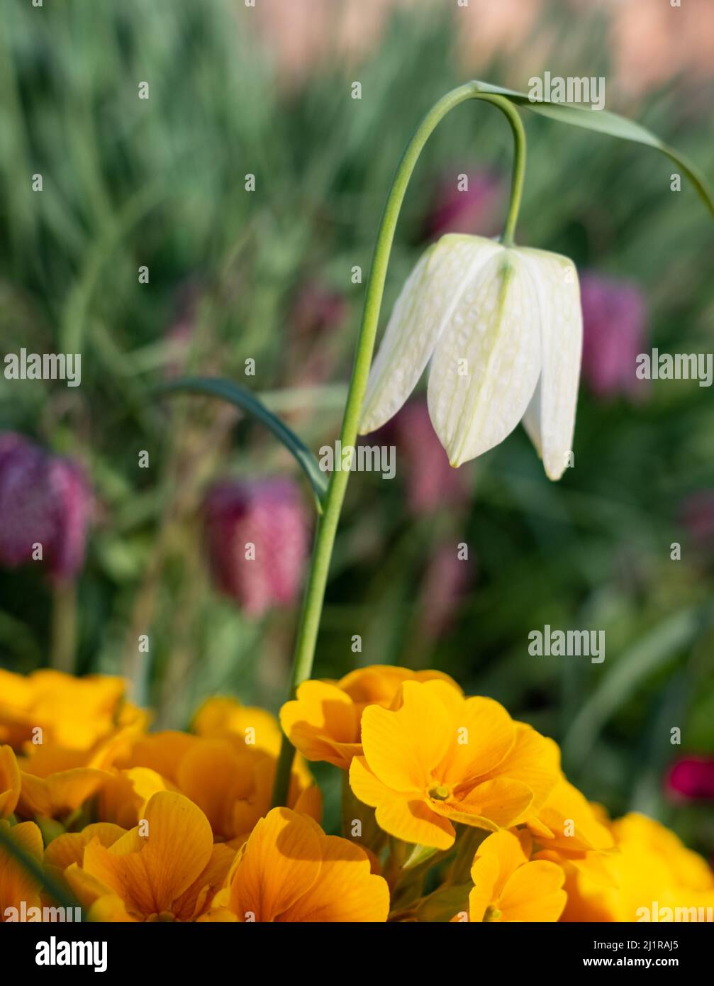 Gelbe Primeln und weiß karierte Snake's Head Fritillary Blumen wachsen im Gras außerhalb des ummauerten Gartens im Eastcote House, West London, Großbritannien Stockfoto