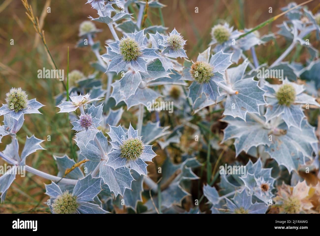 Stachy Seehaube (Eryngium maritimum) wächst in Sanddünen am North Beach, Heacham, einem Küstendorf im Westen von Norfolk, England Stockfoto