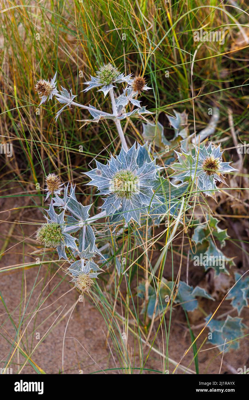 Stachy Seehaube (Eryngium maritimum) wächst in Sanddünen am North Beach, Heacham, einem Küstendorf im Westen von Norfolk, England Stockfoto