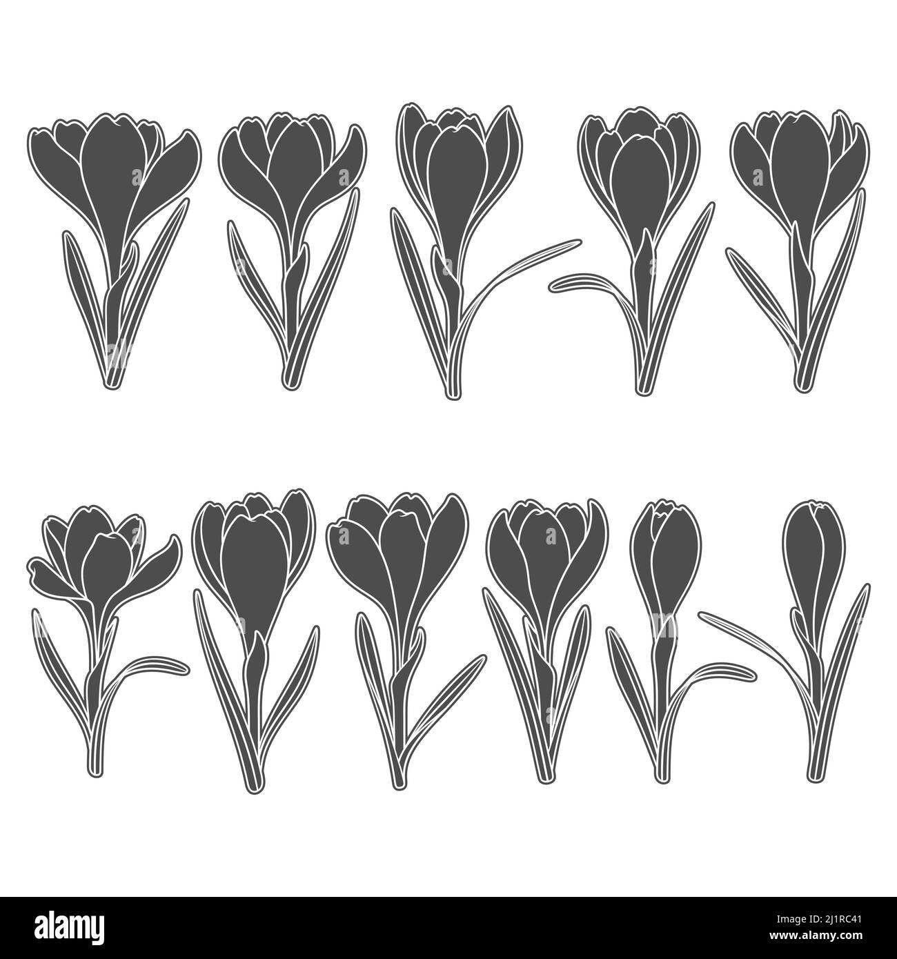 Set mit schwarzen und weißen Illustrationen mit Krokusblüten, Safran. Isolierte Vektorobjekte auf weißem Hintergrund. Stock Vektor