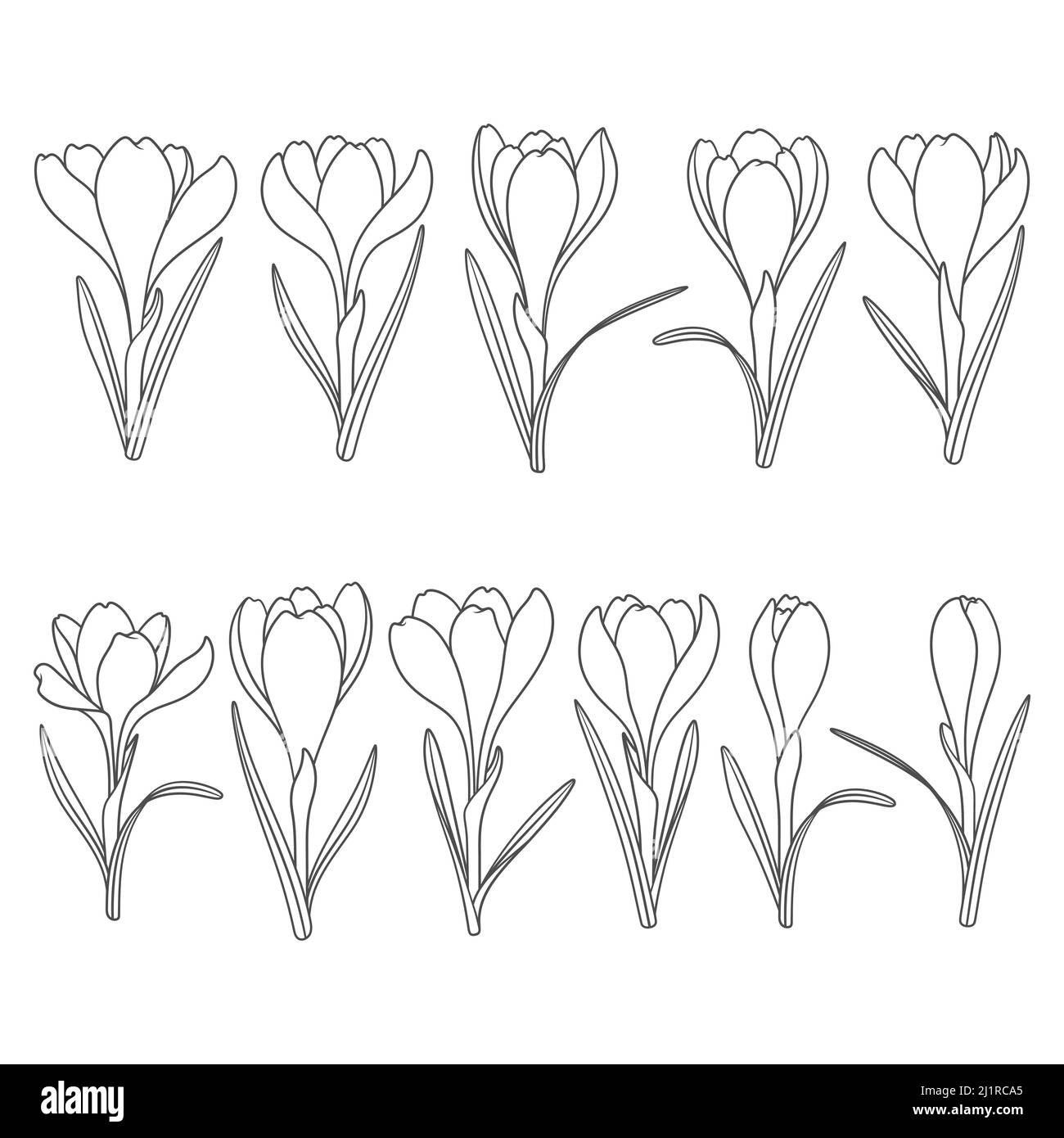 Set mit schwarzen und weißen Illustrationen mit Krokusblüten, Safran. Isolierte Vektorobjekte auf weißem Hintergrund. Stock Vektor