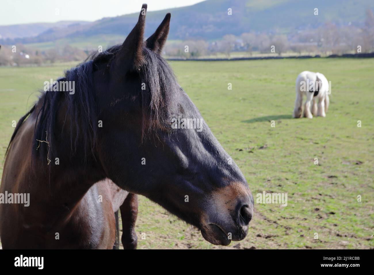 Ein schwarzes Pferdekopfporträt und ein Pferd im Hintergrund Stockfoto