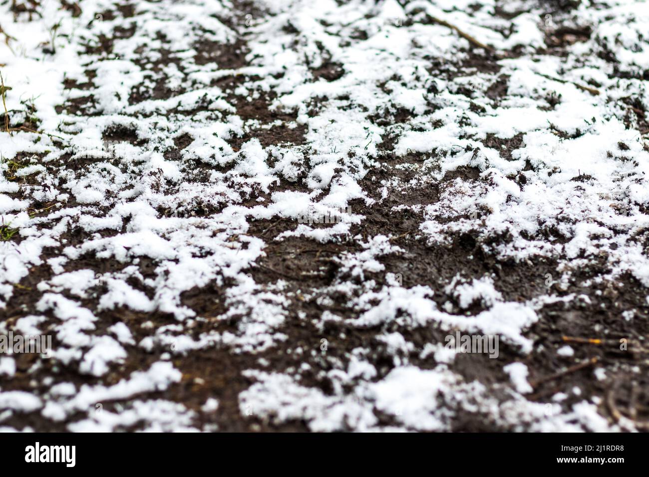 Frisch gefallener Schnee auf schlammig zertrampelter Erde - begehrend auf dem Boden Stockfoto