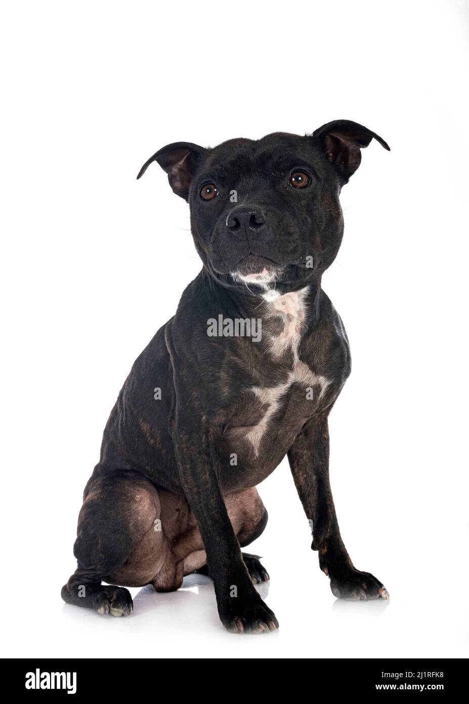 Staffordshire Bullterrier vor weißem Hintergrund Stockfoto