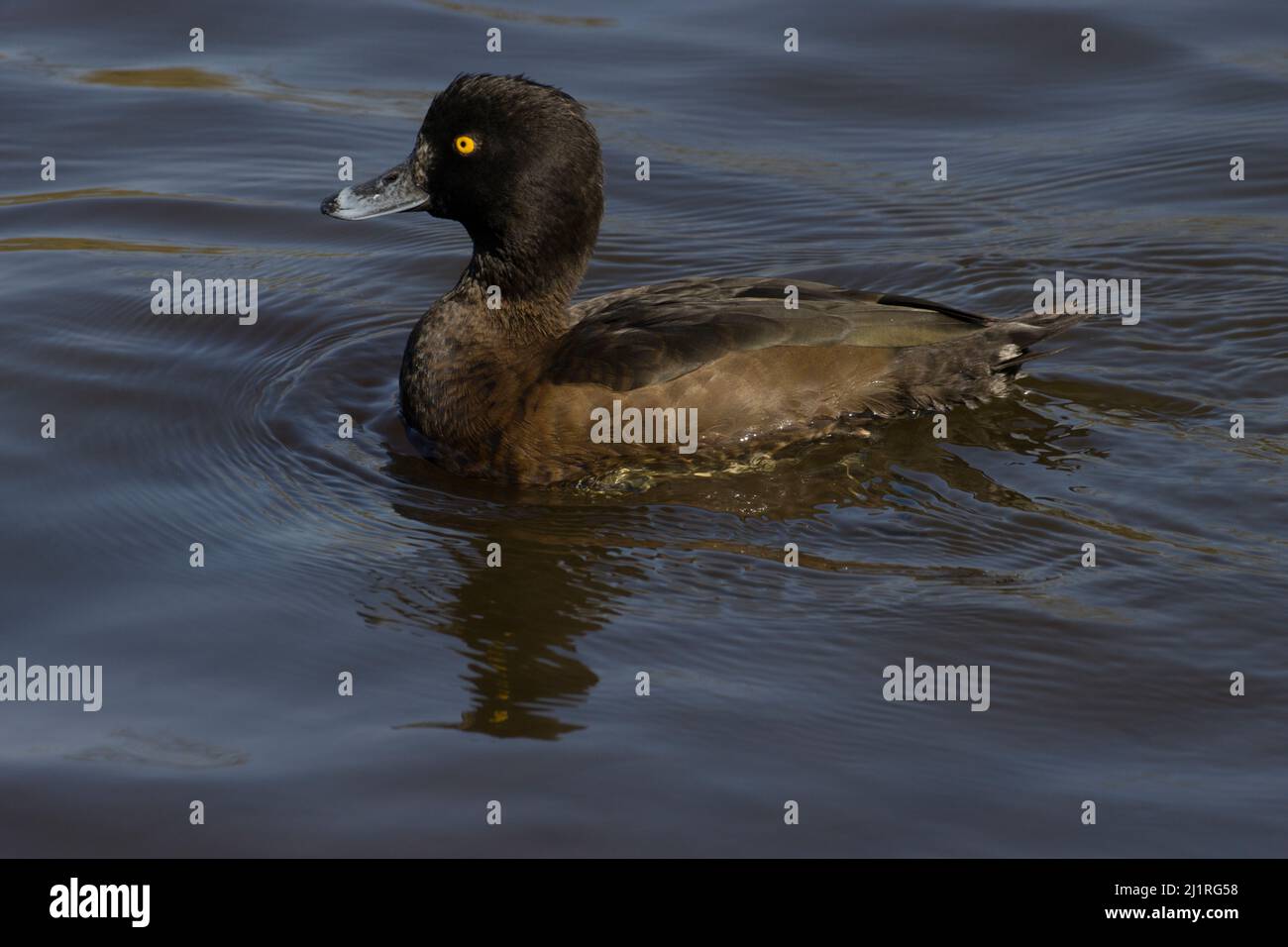 Weibliche Tuftente Aythya Connaught Water Epping Forest Essex Stockfoto