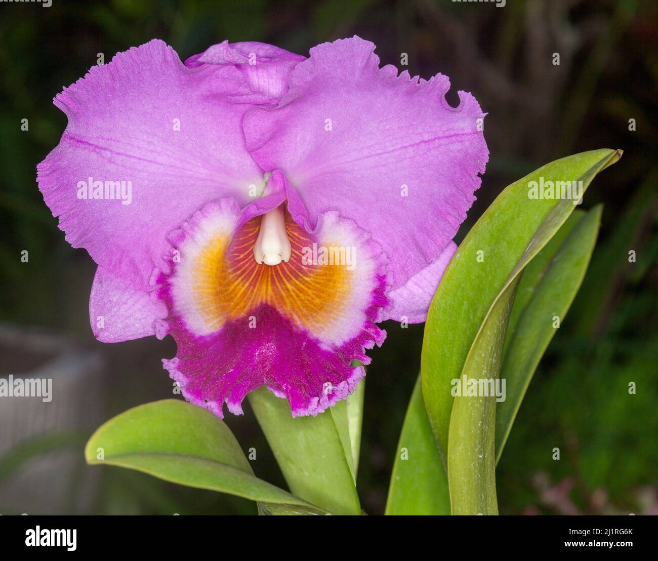Große und spektakuläre rosa / mauve duftende Blume und grüne Blätter der Orchidee vor dunkelgrünem Hintergrund Stockfoto
