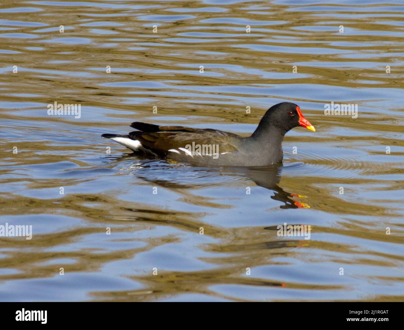 Gemeinsamen Moorhen Gallinula Chloropus Stockfoto