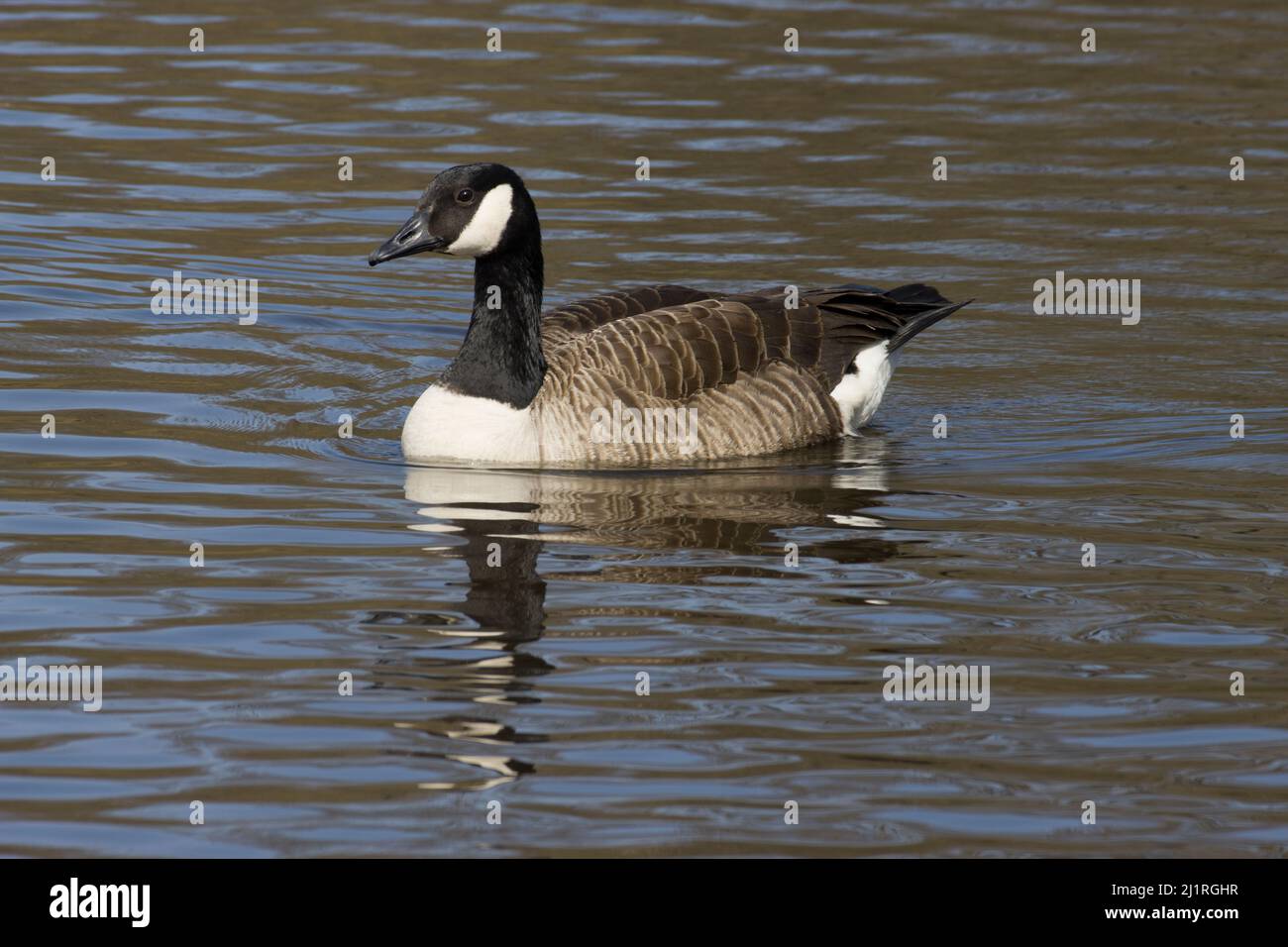 Kanada Kanadische Gänse Branta Canadensis Stockfoto