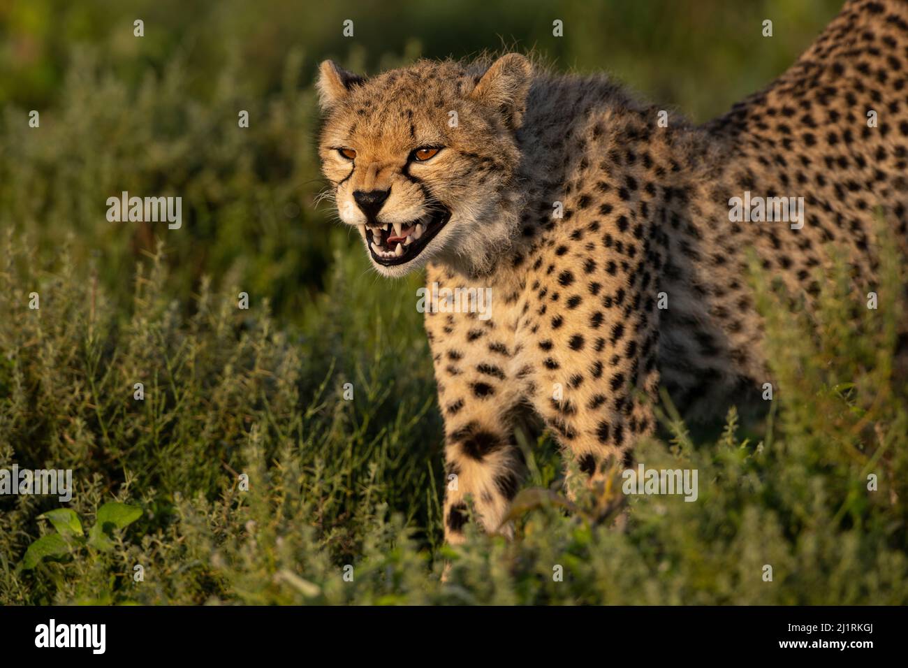 Geparden-Snarling, Tansania Stockfoto