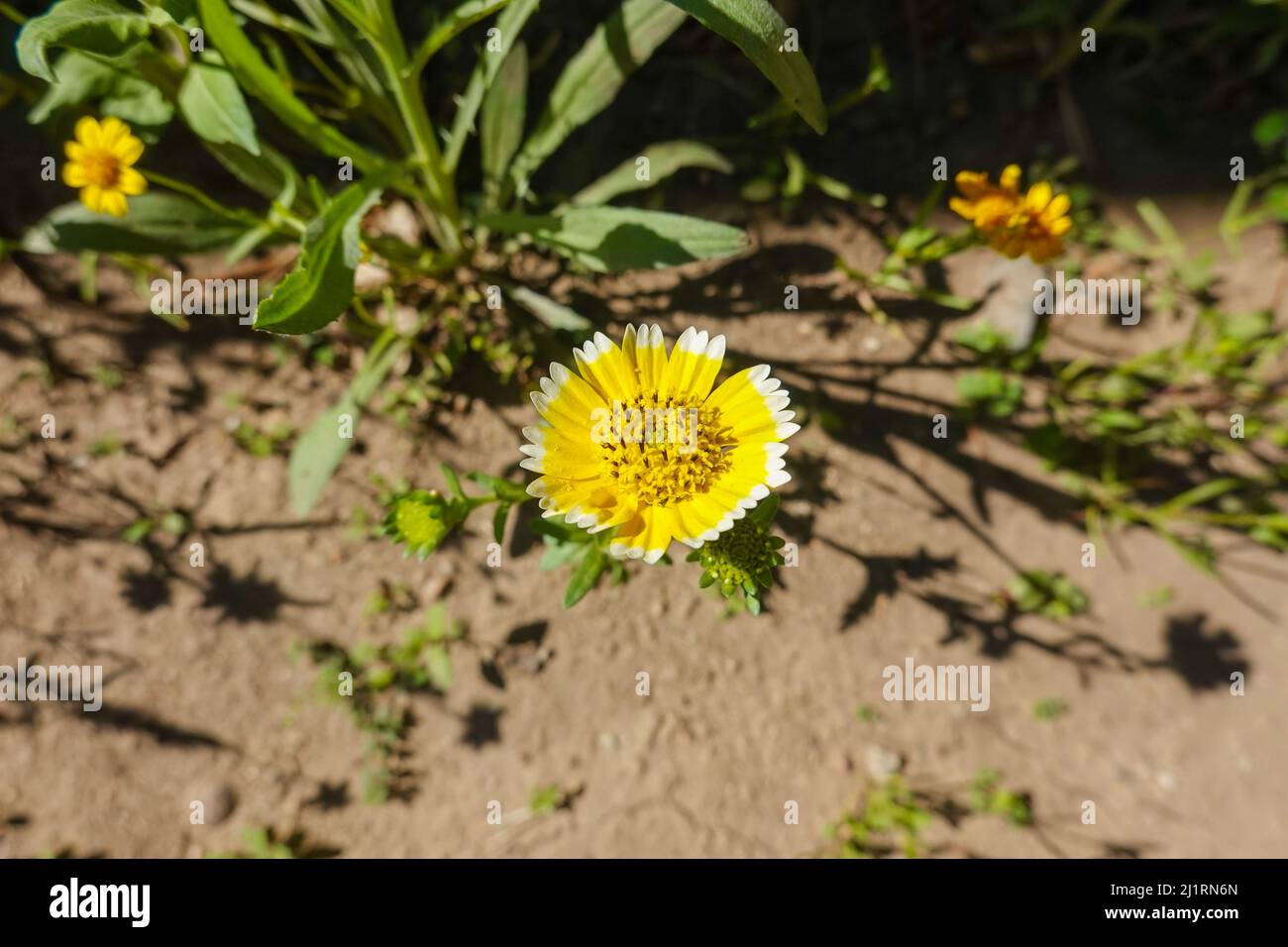 Kalifornien Frühling Wildblumen Tidy Tips layia platyglossa auch als Küsten Tips bekannt. Stockfoto