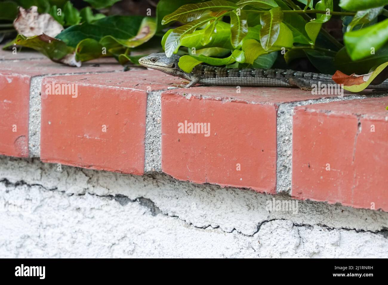 Alligatoreidechse an einer südkalifornischen Gartenmauer Stockfoto