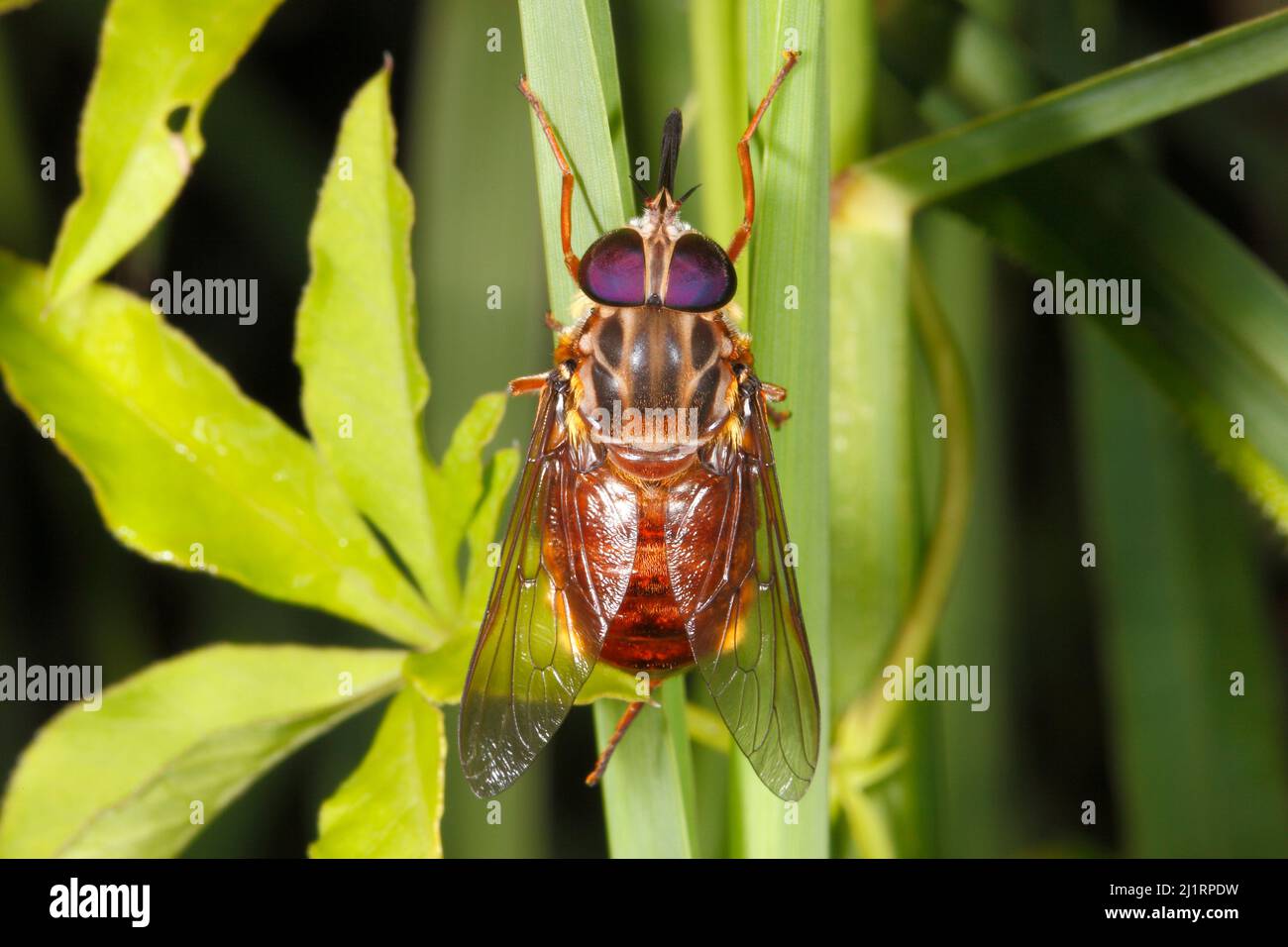 Märzfliege, Familie Tabanidae, Arten unbekannt. Auch bekannt als Horse Fly. Zeigt die Proboscis. Es besteht auch die Möglichkeit, dass dies ein Gewirr sein könnte Stockfoto