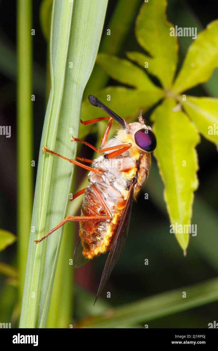 Märzfliege, Familie Tabanidae, Arten unbekannt. Seitenansicht mit Proboscis. Auch bekannt als Horse Fly. Es besteht auch die Möglichkeit, dass dies ein T sein kann Stockfoto