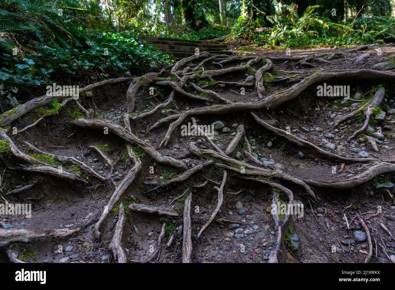 Wurzeln dienen als Treppenhaus, umgeben von Schmutz und Vegetation. Stockfoto