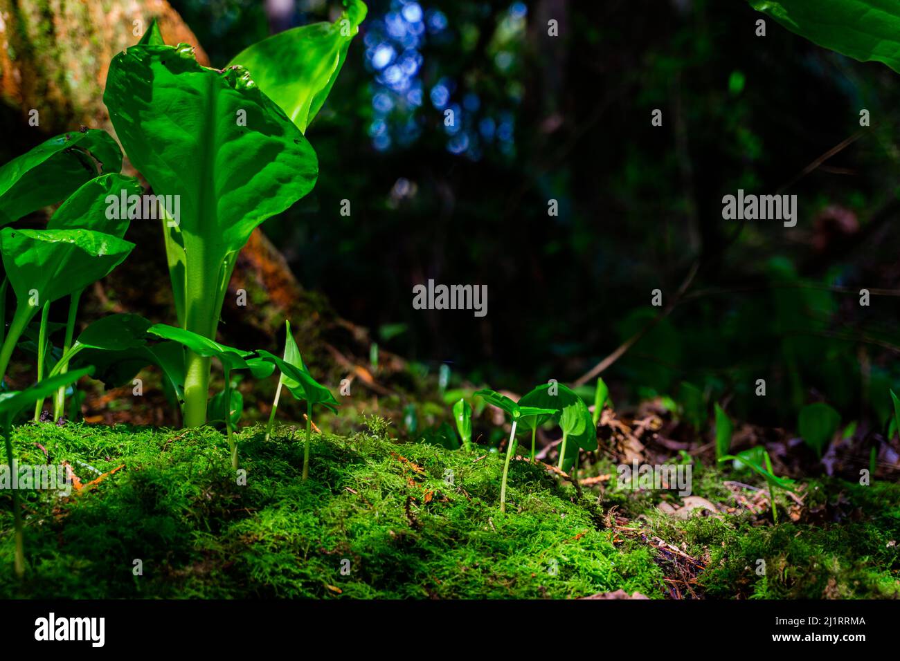 Schöne Pflanzen von Grün einschließlich Blätter und Moos mit schattigen Hintergrund. Stockfoto