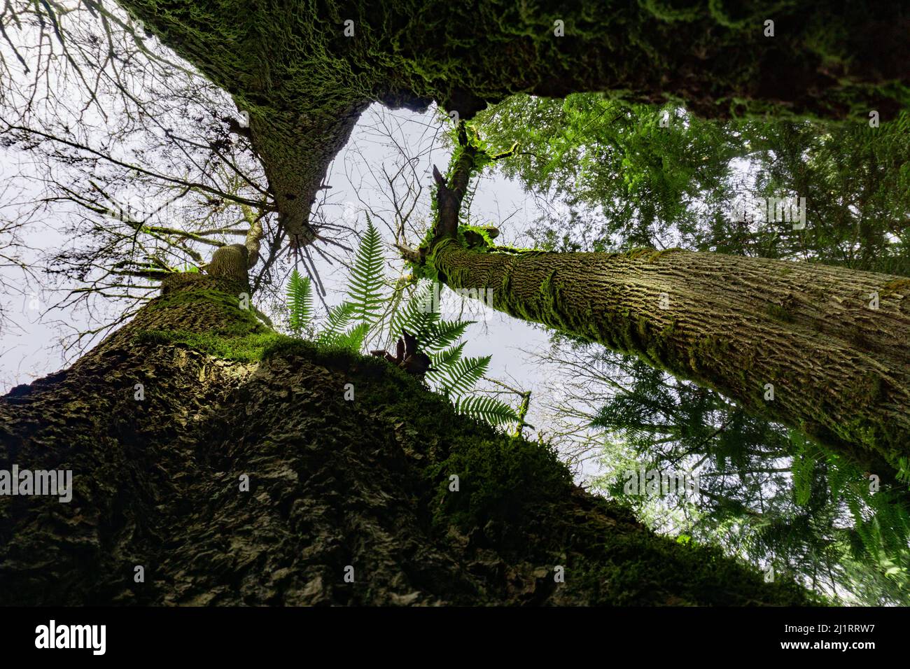 Bäume, die sich aus der Perspektive nach oben in Richtung Wolken strecken. Stockfoto