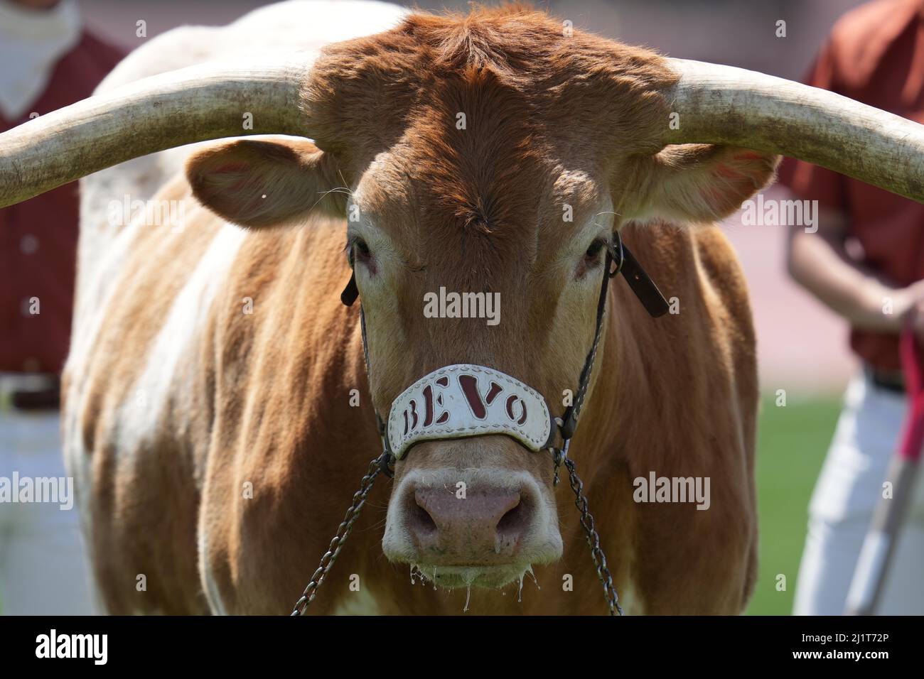 Texas Longhorns Maskottchen bevo XV während der 94. Clyde Littlefield Texas Relays, Samstag, 26. März 2022, in Austin, Text Stockfoto