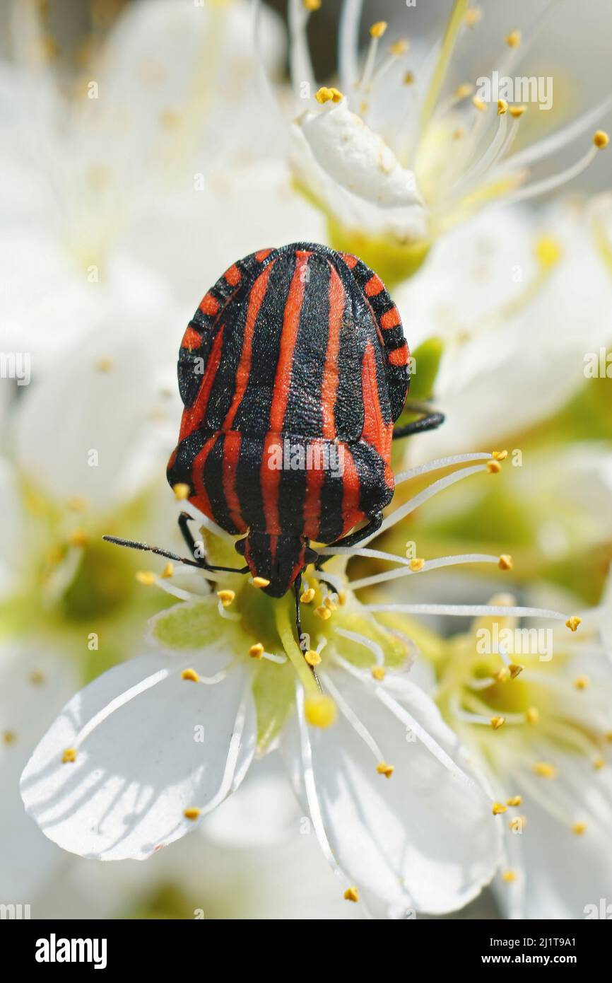 Vertikale Nahaufnahme eines bunten, überwintern europäischen gestreiften Schildbugs, Graphosoma italicum, der Nektar aus Schlehdorn schlürft, Prunus spinosa Stockfoto