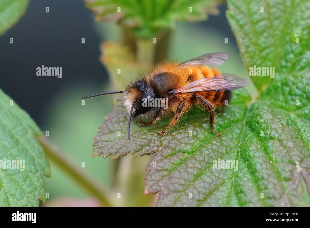 Nahaufnahme einer frisch aufgetauchten männlichen roten Maurerbiene, Osmia rufa, die auf einem grünen Blatt im Garten sitzt Stockfoto