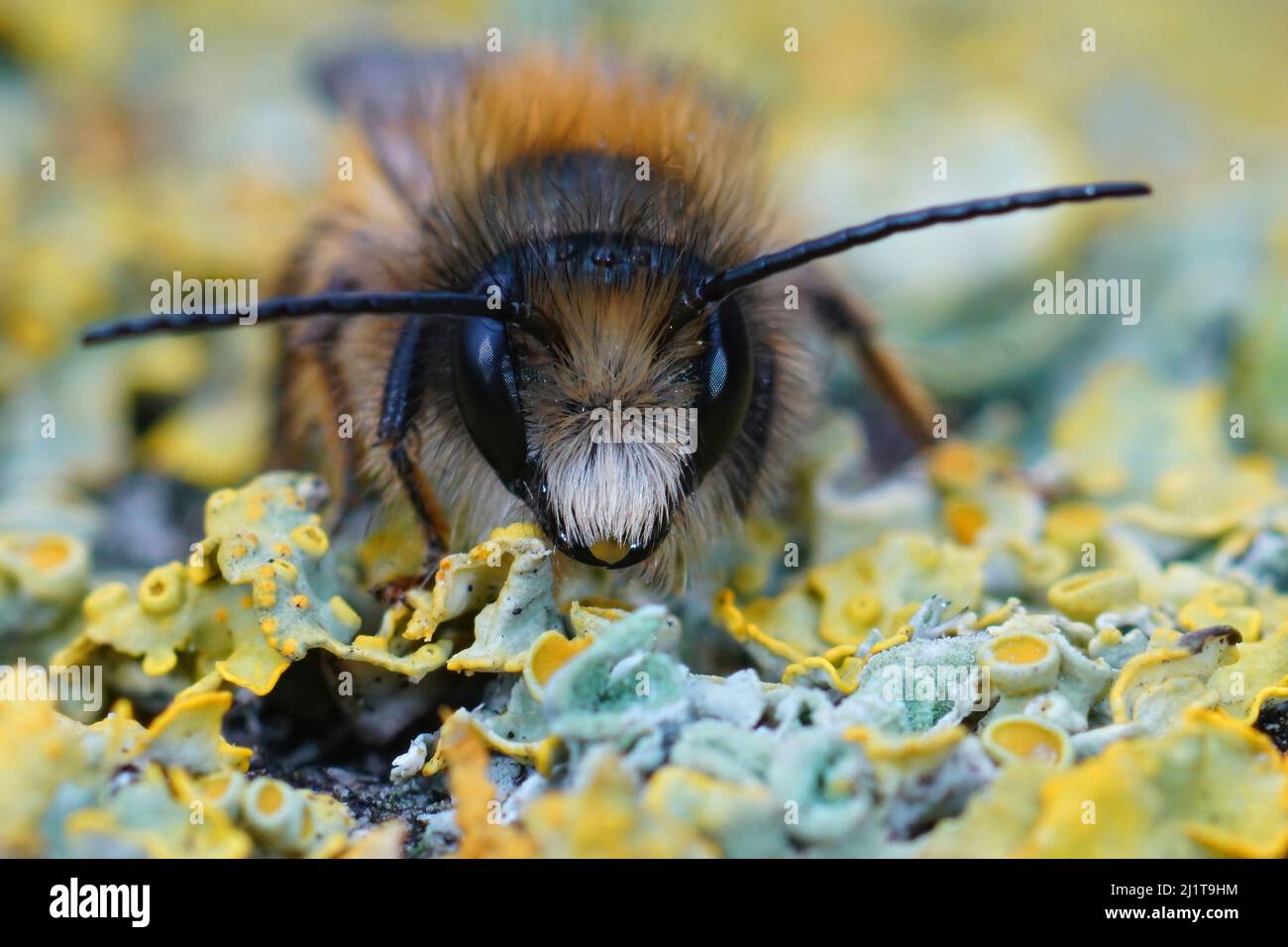 Frontale Nahaufnahme einer frisch aufgetauchten männlichen roten Maurerbiene, Osmia rufa im Garten Stockfoto
