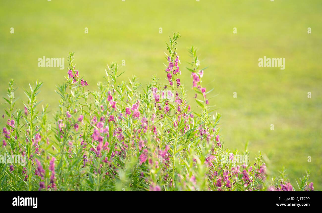 Rosa Blüten - BlumenKisser Salvia auf dem Feld. Frühjahrskonzept. Stockfoto