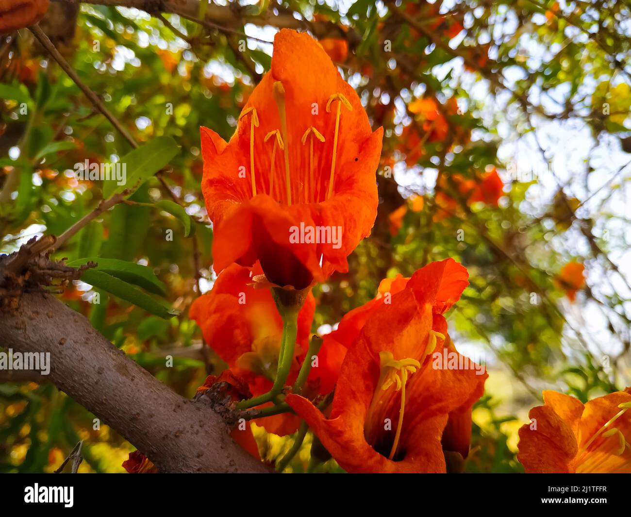 Schöne Nahaufnahme Ansicht gelbe Tecomilla undulata Blumen und Blütenknospen selektiven Fokus Stockfoto