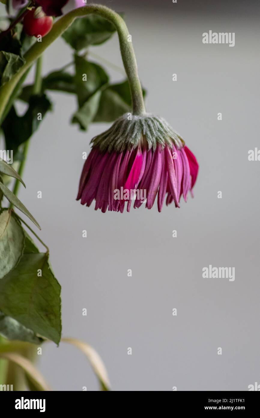 Welkende Blüten in violetten und lavendelfarbenen Tönen zeigen die Zerbrechlichkeit des Lebens und die Momentariness des menschlichen Beeing mit sterbenden Blumen mit hängenden Blütenblättern Makro Stockfoto