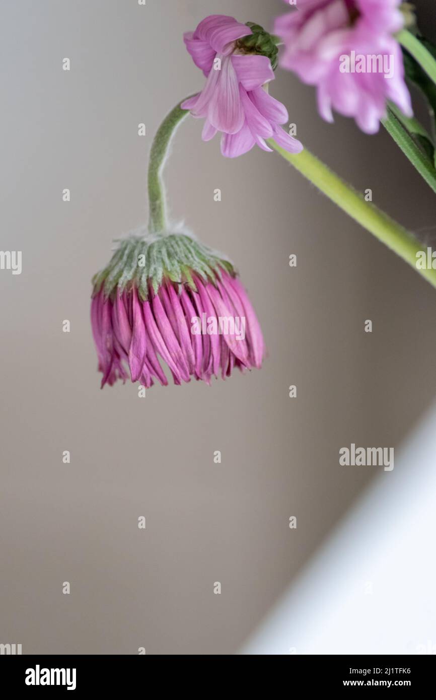 Welkende Blüten in violetten und lavendelfarbenen Tönen zeigen die Zerbrechlichkeit des Lebens und die Momentariness des menschlichen Beeing mit sterbenden Blumen mit hängenden Blütenblättern Makro Stockfoto