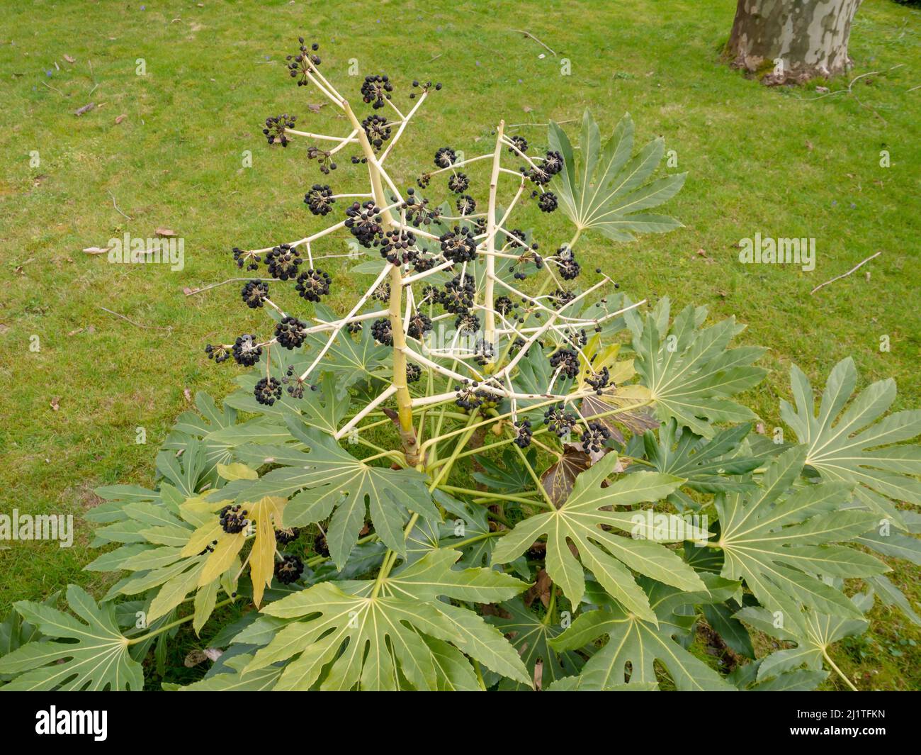 Fatsia japonica oder Hochglanzpapier oder Fatsi oder Papierpflanze oder falsche Rizinusölpflanze mit schwarzen Früchten. Japanische Aralia. Stockfoto