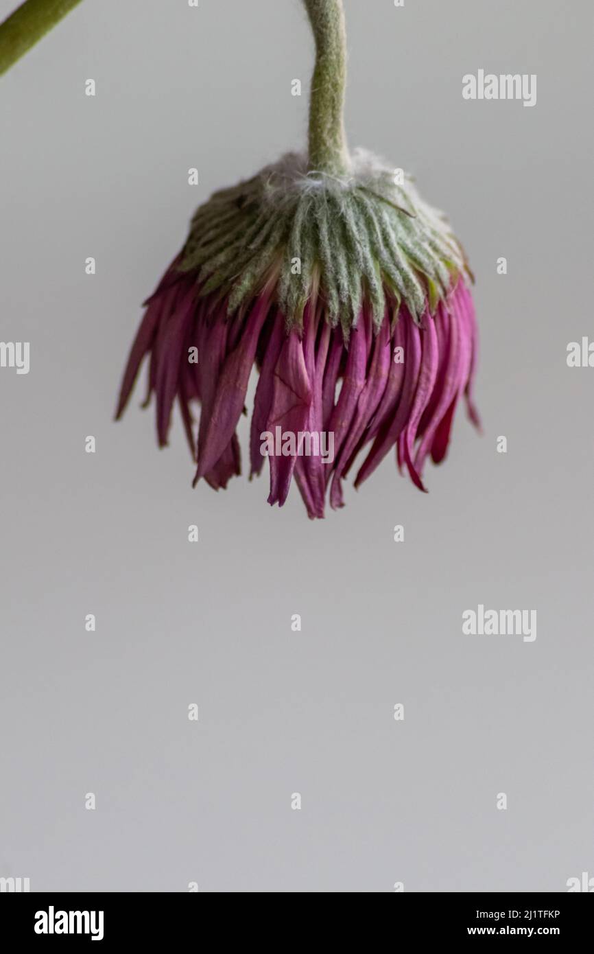 Welkende Blüten in violetten und lavendelfarbenen Tönen zeigen die Zerbrechlichkeit des Lebens und die Momentariness des menschlichen Beeing mit sterbenden Blumen mit hängenden Blütenblättern Makro Stockfoto