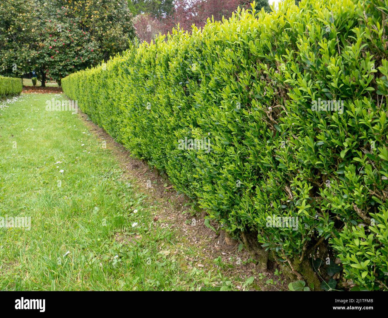 Boxwood hedge buxus sempervirens Fotos und Bildmaterial in hoher