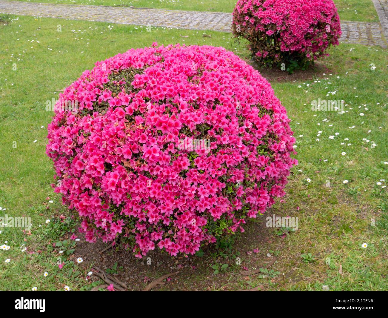 Azalea beschnitt im Garten Pflanzen, die mit leuchtend rosa Blüten bedeckt waren. Rhododendron tsutsusi. Stockfoto