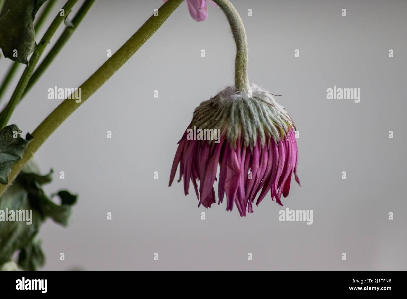 Welkende Blüten in violetten und lavendelfarbenen Tönen zeigen die Zerbrechlichkeit des Lebens und die Momentariness des menschlichen Beeing mit sterbenden Blumen mit hängenden Blütenblättern Makro Stockfoto