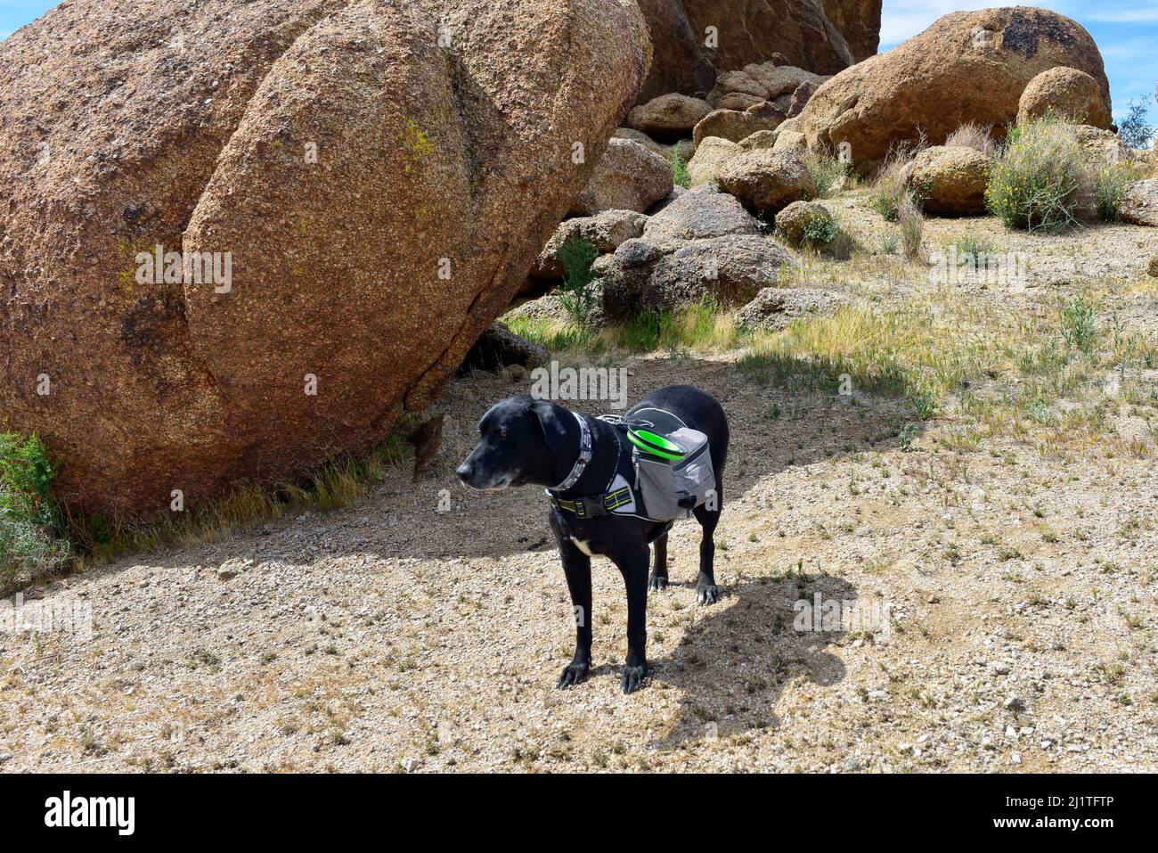 Black Lab, Hund mit Rucksack, auf einer Wanderung in der Wüste Südwesten Stockfoto