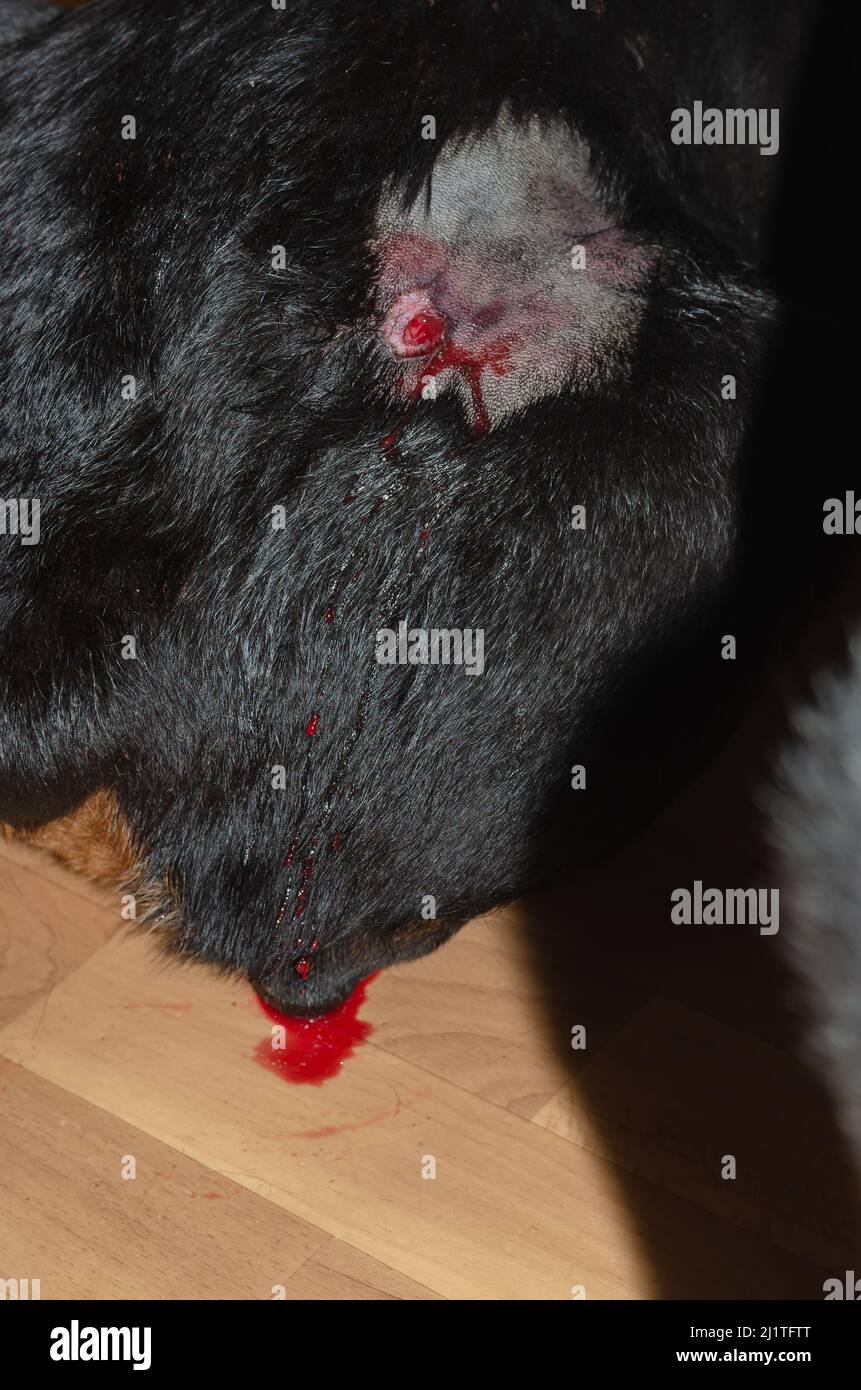 Großer schwarzer Hund mit Haaren, die um eine blutende Wunde geschnitten wurden. Blut tropfte von der Wunde auf den Boden. Oberflächlicher Abszess bei Tieren. Eine Rottwei-Hündin Stockfoto