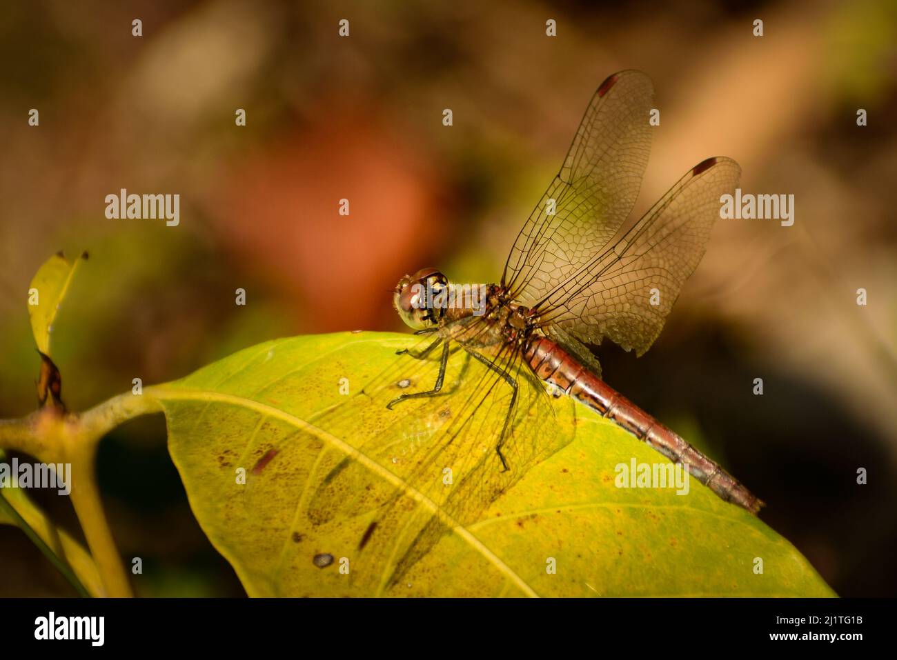 Exotische Libelle, die auf grünem Blatt ruht. Bergmädchenlibelle (sympetrum cpmmixtum) weiblich. Stockfoto