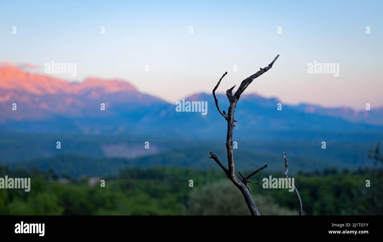 Nahaufnahme eines trockenen Astes mit Bergen im Hintergrund bei Sonnenuntergang Stockfoto