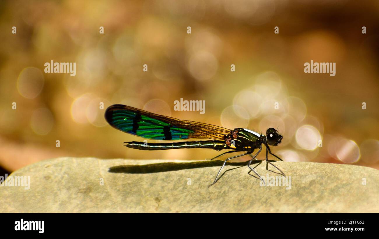 Wunderschöne Damselfliege, die auf Felsen sitzt. Drei gebänderte Smaragdjuwele ( Rhinocypha trifasciata ) reifes Männchen. Stockfoto