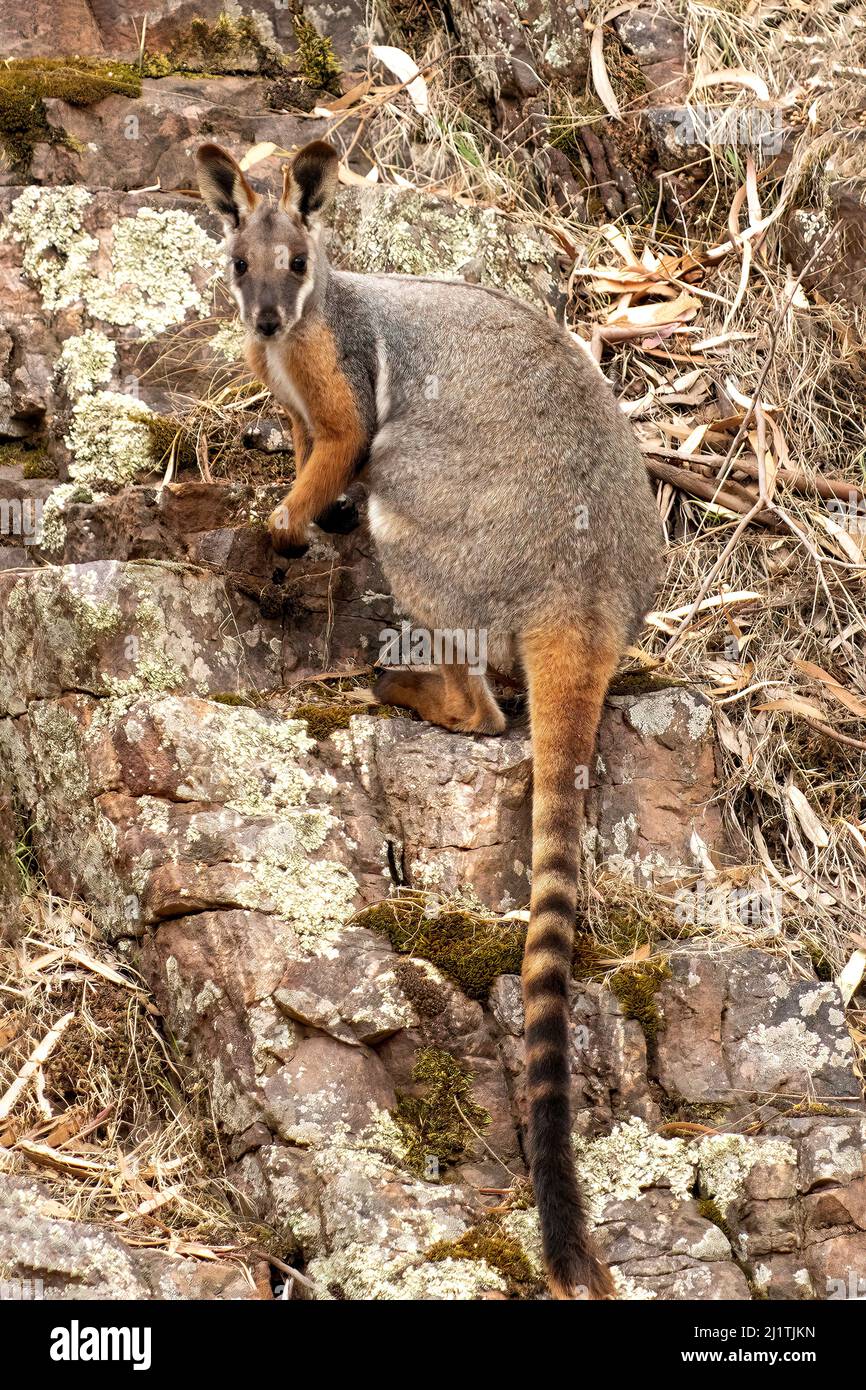 Gelbfüßiges Felswallaby, Petrogale xantopus in Warren Gorge, in der Nähe von Quorn, Südaustralien, Australien Stockfoto