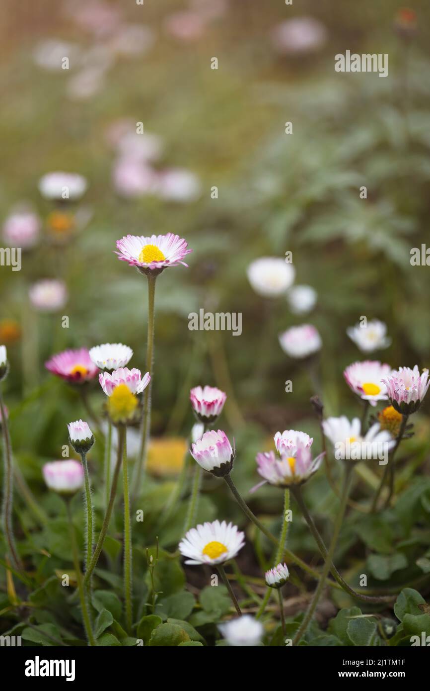 Vertikaler Hintergrund von schönen Gänseblümchen in einem Grasfeld mit Platz für Kopie. Frühling Sommer Konzept Stockfoto