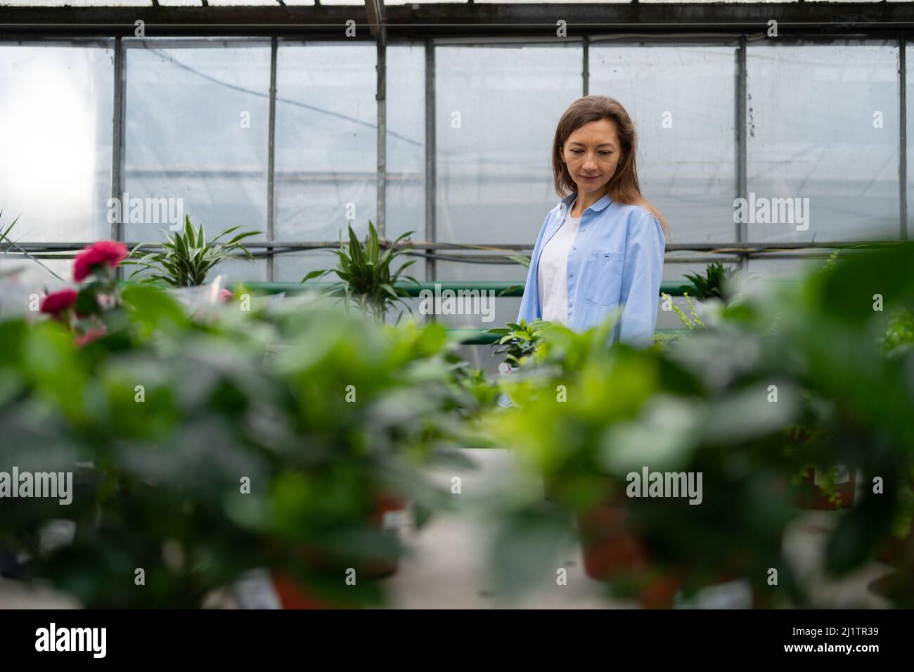 Schöne Frau in lässiger Kleidung wählt eine Zimmerpflanze für zu Hause in einem Blumenladen.steht und entscheidet mit einer Wahl. Das Konzept der Gartenarbeit, Pflanzung Stockfoto