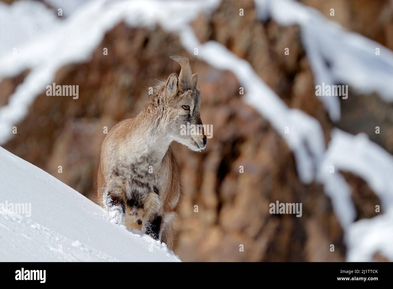 Bharal blaue Schafe, Pseudois nayaur, im Felsen mit Schnee, Hemis NP, Ladakh, Indien in Asien. Bharal in der Natur verschneiten Lebensraum. Gesicht Porträt mit Hörnern o Stockfoto