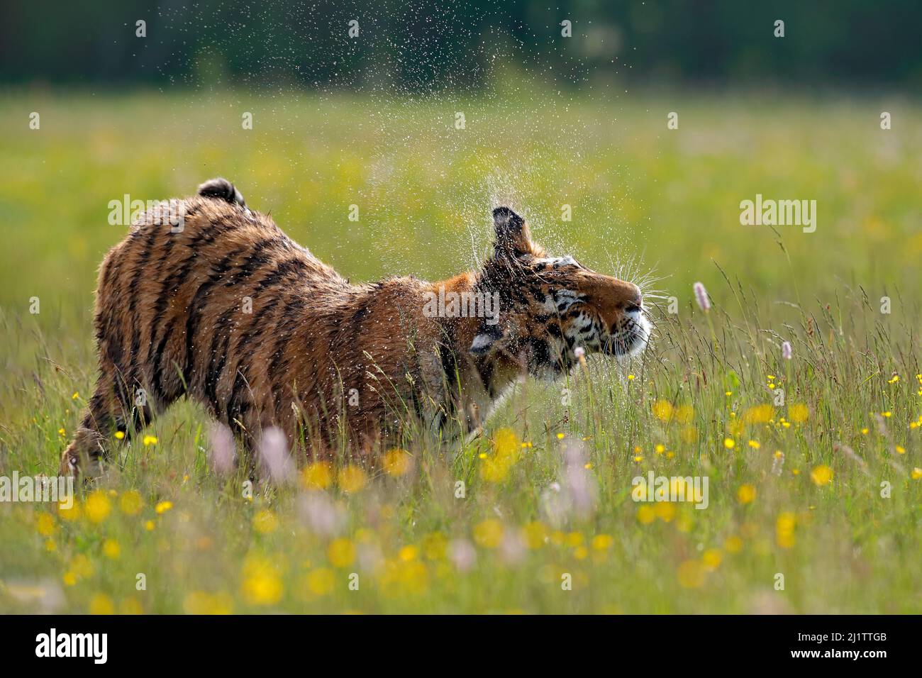 Im Sommer Wildtiere. Tiger mit rosa und gelben Blüten. Amur Tiger läuft im Gras. Blühende Wiese mit gefährlichen Tieren. Wildtiere aus dem Frühling, Sib Stockfoto