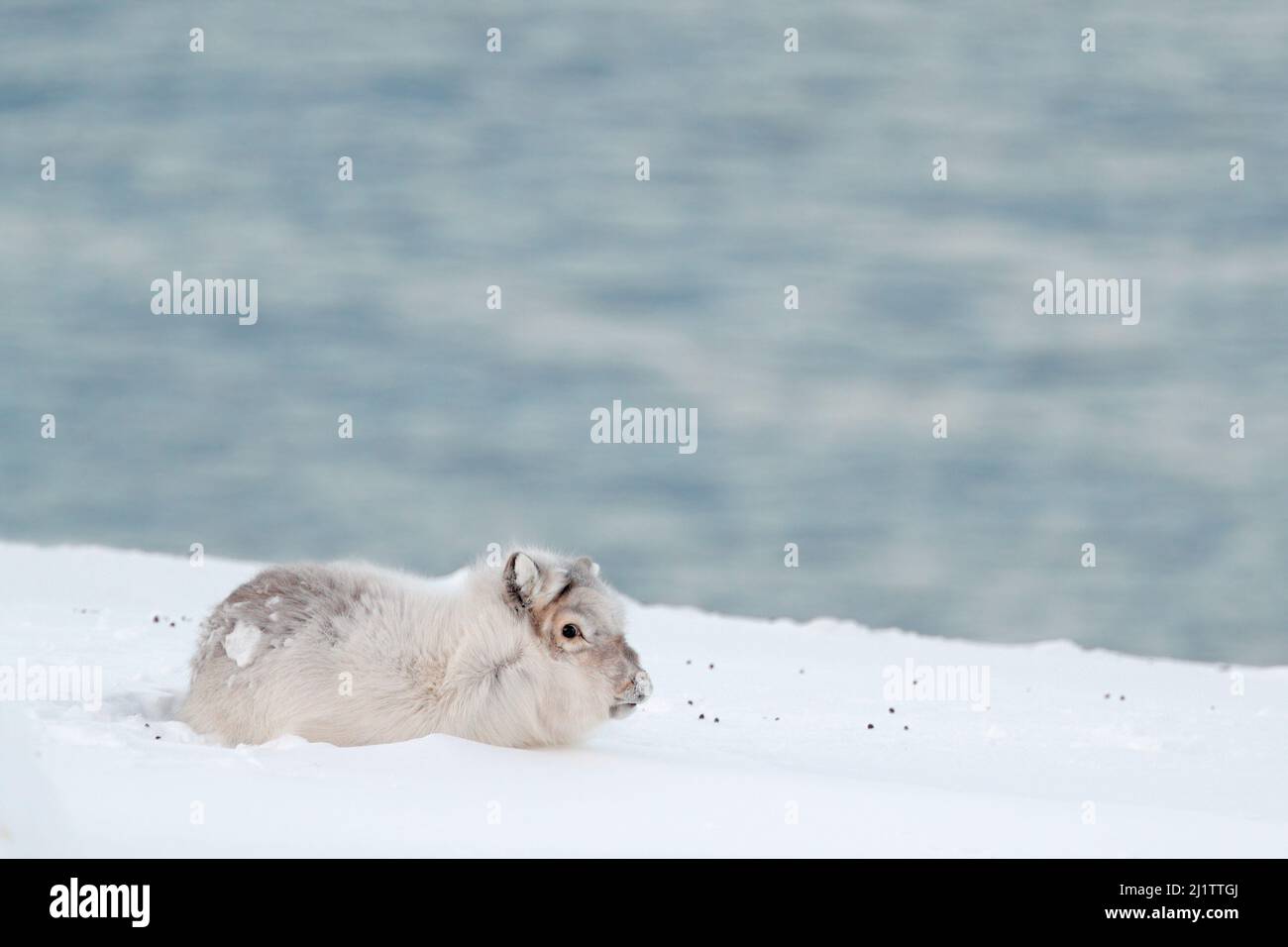 Wildes Rentier, Rangifer tarandus, mit massiven Geweihen im Schnee, Svalbard, Norwegen. Svalbard caribou, Wildlife-Szene aus der Natur, Winter in der Actic. W Stockfoto